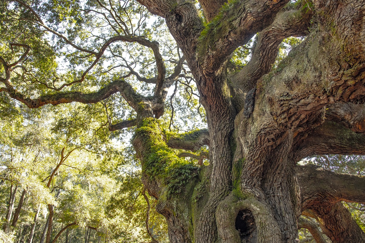 fairy tree, south carolina, ancient-4067396.jpg