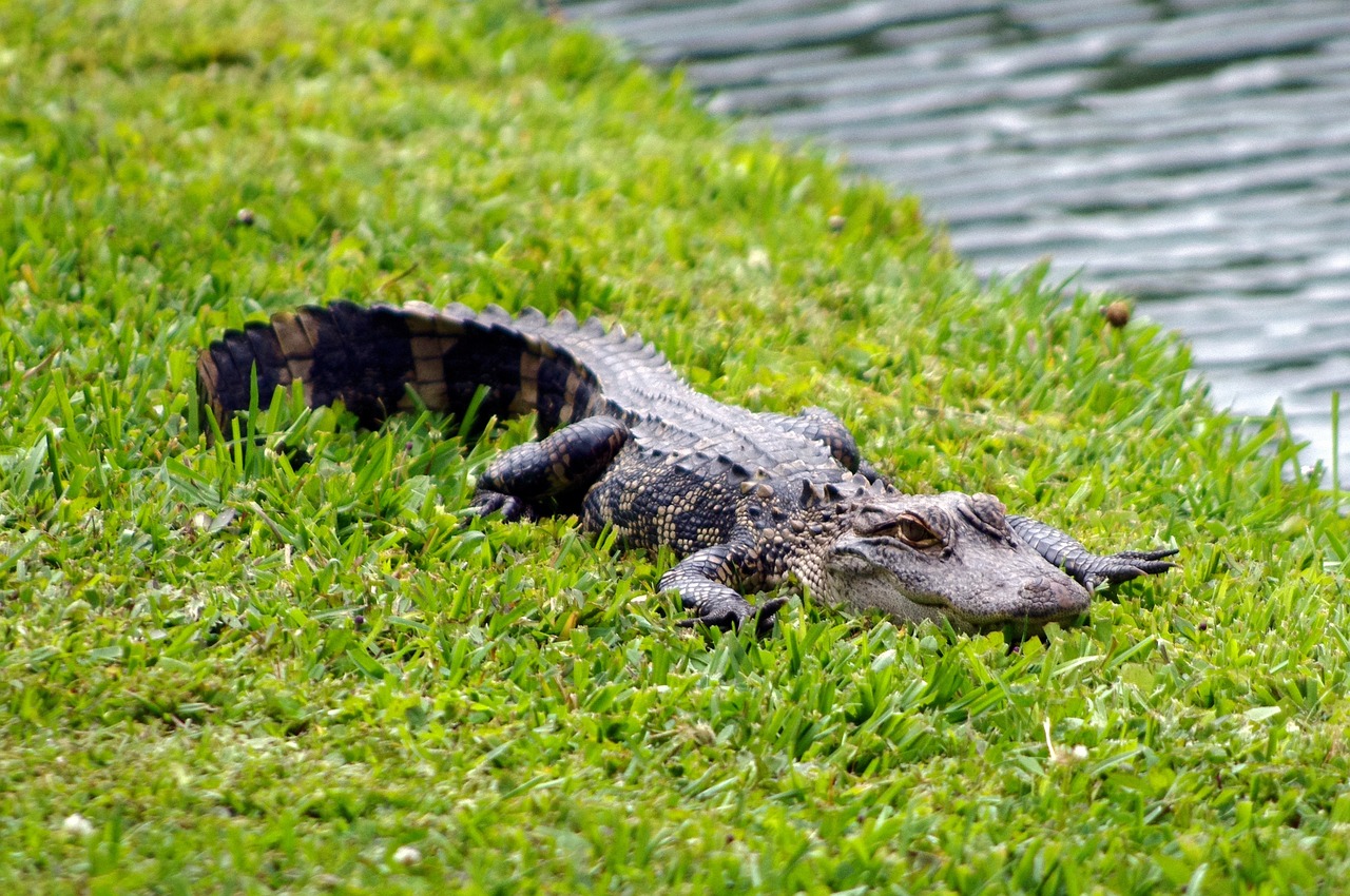 south carolina alligator, alligator, animal-3633596.jpg